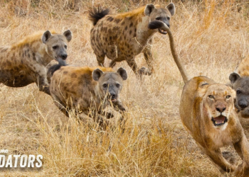 Apex Predators Battle for Prey | Lions & Hyenas