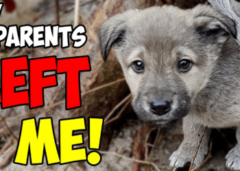Rescue of a Scared Abandoned Puppy with a Broken Heart