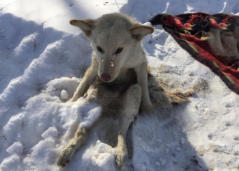 Tears of a Dog That Collapsed in The Cold Snow for Days, Unable to Move