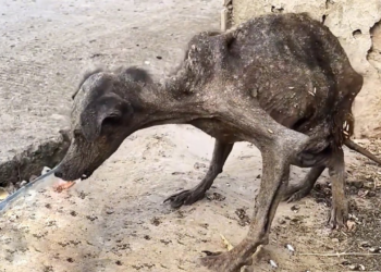 She Cried Because She Was Never Loved Before, When I Carried Her, She Fell Asleep In My Arms