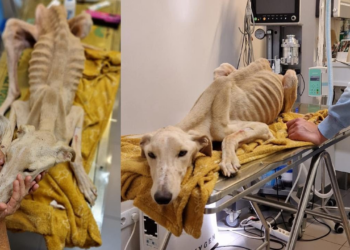 Found In Extreme State of Starvation – Bones Wanted To Pierce It’s Skin. This Dog Just Want To Live!
