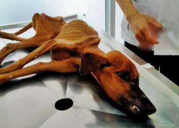 6 Months Passed Poor Dog Only Knew How to Drink Rain Water to Try to Live, Now He Is Like a Dry Leaf