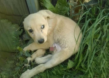 He was dumped beside the road, paralyzed and terrified tried to hide away people 20 days no one help