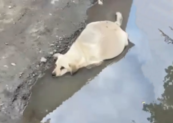 Abandoned Nearly Giving Birth, Pregnant Dog Ran Followed Owner Then Collapsed In Cold Water…