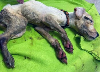 The dying little one was abandoned right on the highway! His body temperature was only 23 degrees!