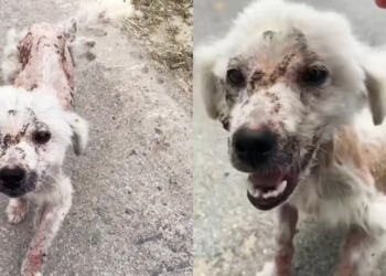 A skinny, scarred stray dog begging for food, I couldn’t leave like this…