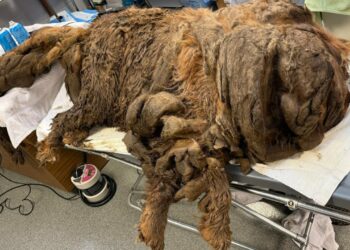 Buried Under 32.5 Pounds of Filth—A Homeless Tibetan Mastiff’s Transformation Uncovers Her Gentle Soul