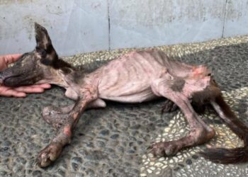 With a Whispered Plea, He Fell—A Fragile Heart Clutching Its Last Hope of LIVE