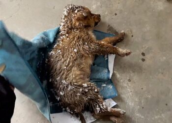 Frozen and Helpless in the Snow—I Couldn’t Ignore the Dog, Even If I Didn’t Like Animals