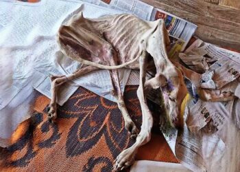 Lost and Exhausted—Her Will to Survive Led Her to a Miracle