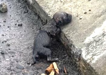 Cold and Alone on New Year’s Eve—Abandoned by the Roadside as the World Celebrated