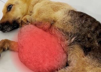 Abandoned in a Drain with a 7kg Tumor—A Dog’s Miraculous Rescue and Recovery