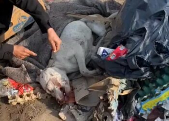 From a Landfill to a Loving Pet—Miracles Happen When Kindness Prevails!