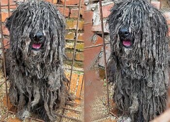 Locked Away for Years—A Dog That Bit Its Owner’s Child Becomes a Forgotten Soul