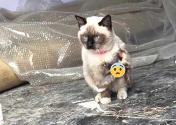 With Rotten, Exposed Claws—A Stray Cat Still Shows Kindness to Everyone!