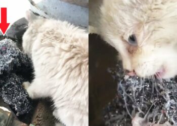 Driven by Hunger—A Starving Stray Cat is Forced to Eat Steel Wool to Survive