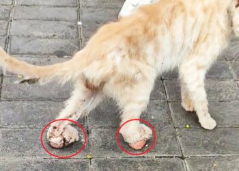 Declawed and in Agony—A Stray Cat Walks on Raw Flesh, Every Step Like a Knife