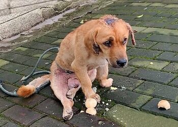 Broken and Forsaken: A Stray Dog Crawls to Safety, Eyes Filled with Despair