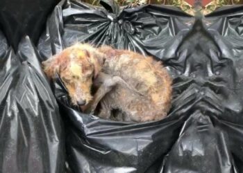 Shivering on a Bed of Leaves—Abandoned and Freezing, She Waits for a Miracle