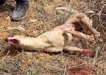 Trapped and in Agony, a Disabled Dog Cries for Help—Until a Kind Stranger Gives Him a New Life