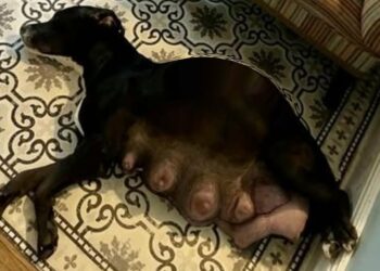 Heavily Pregnant and Homeless—A Mother Dog’s 60-Day Journey to Safety and Hope!