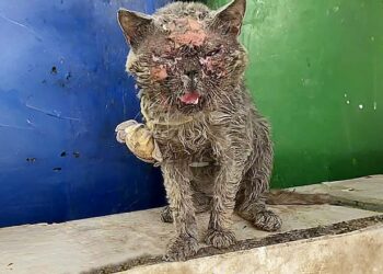 Burned and Abandoned: A Blue Cat Left for Dead Until a Sanitation Worker Intervenes