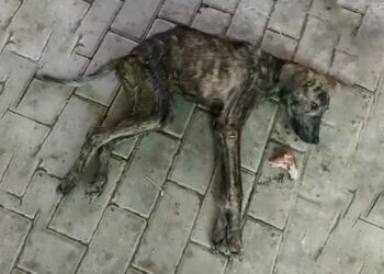 Left in Agony, Crying on the Ground—No One Believed He’d Find Happiness Again