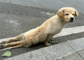 Hit by a Car, His Hind Legs Broken—A Stray Dog Climbs to a Stranger, Begging for Help