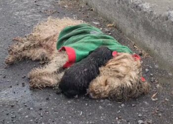 A Heartbreaking Scene—A Puppy Clings to Its Lifeless Mother, Crying for Help Through Her Tears