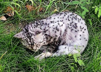 Covered in Flies and Without Hope—A Dying Kitten’s Fate Changes with One Woman’s Kindness