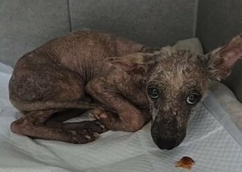 Fearful of Touch, Yet Slowly Healing—His Icy Heart Begins to Melt