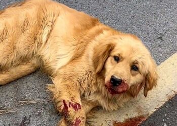 Bleeding and on the Brink of Death—A Stricken Dog Lifts Its Head, Pleading for Help