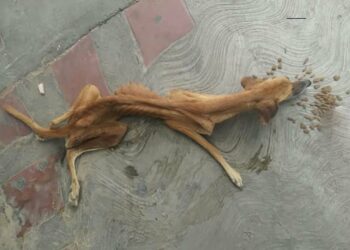 Starved and Exhausted—A Helpless Dog Collapses on the Sidewalk, Ignored by Everyone
