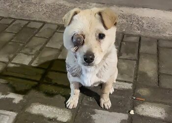 Disabled and Homeless—A Stray Dog Follows a Stranger, Eyes Filled with Tears, Begging for Shelter