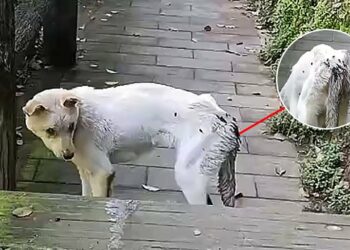 Infected and Swarmed by Flies—A Helpless Stray Dog Staggers in Search of Help