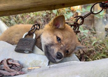 Rescuing a Helpless Puppy Chained in an Abandoned House—A Promise of Love and Care