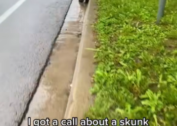 Helpless and in Pain: Injured Skunk Hit by a Car Clings to Life on the Roadside, Desperately Waiting for Help