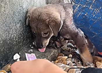 Heartbroken and Starving: A Neglected Dog, Terrified of Strangers, Yet Desperately Craving Love and a Home