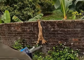 😥Tortured and Helpless: Poor Dog Left to Suffer with Mouth and Paws Glued Shut, Hung on a Fence, Desperately Clinging to Life❤