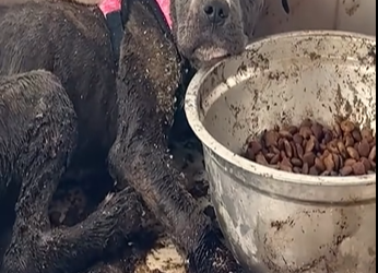 Abandoned Dog Covered in Flies and Overcome by Stench Desperately Needs Help