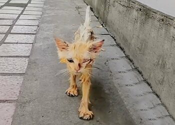 A Color-Changing Stray Kitten Approached Me—Two Years Later, He’s Ten Times His Size!