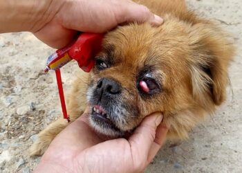Abandoned and Loyal—A Dog Refuses to Leave a Ruined Home Until an Eye Tumor Brings Rescue”