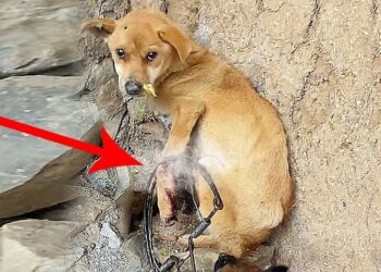 Injured by a Trap, a Stray Mother Dog Fights to Survive—Her Puppies Cry for Help