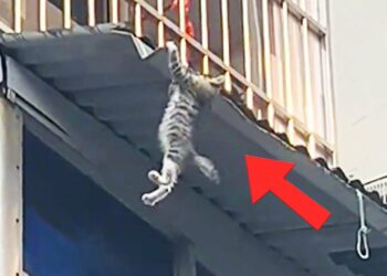 Kitten Falls from a Balcony, Clings to a Roof—A Passing Stranger Catches It with His Shirt
