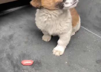 Poor Puppy With Severe Eye Injury Shivers in Agony, Alone in the Freezing Cold, Crying for Help