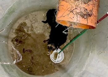 Trapped in a Manhole for Two Days—A Dog’s Desperate Wait for Rescue