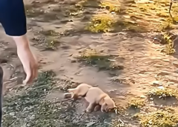 Broken and Helpless: Injured Dog Collapses in Pain, Until a Kind Soul Gives Him a Second Chance at Life