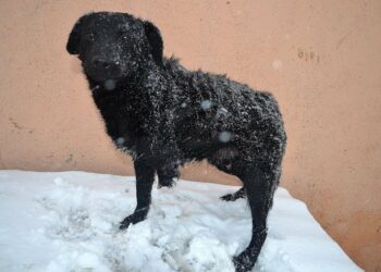 Abandoned and Broken—A Three-Legged Dog’s Journey to Rescue and Hope