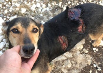 From Pain to Hope—An Injured Dog’s Incredible Rescue and Transformation
