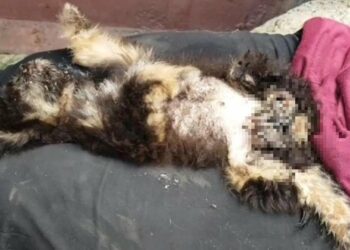 Too Weak to Stand, She Collapsed in My Lap—Reaching for Love One Last Time